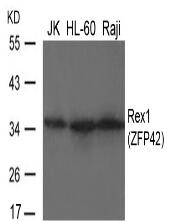 Rex1(ZFP42) Antibody