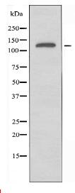 JIP3 Antibody