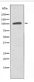 PIK3CG Antibody