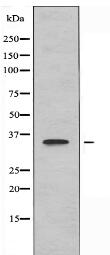 OR10S1 Antibody