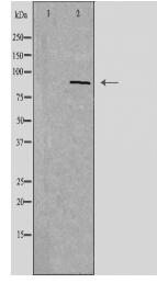 PDXDC1 Antibody