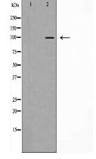 Catenin α1 Antibody