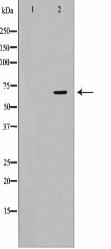 RPA1 Antibody