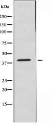 Maf Antibody