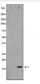 MDK Antibody