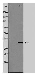 Connexin 32 Antibody