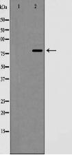 Cyclin F Antibody