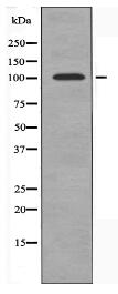 PSMD2 Antibody