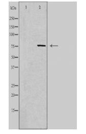 SYTL4 Antibody