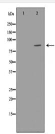 MME Antibody