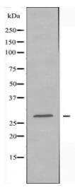 MRPL16 Antibody