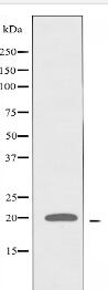 S100A16 Antibody