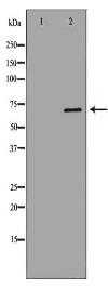 PCK1 Antibody