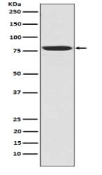 NAK/TBK1 (N-term) Antibody