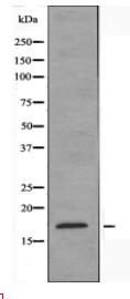 MtSSB Antibody