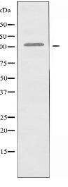 RIN3 Antibody