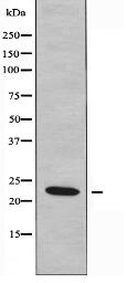 NMU Antibody