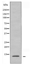 RPL30 Antibody