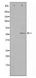 PSAP Antibody