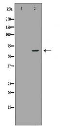 IL10RA Antibody