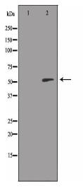 RSAD1 Antibody