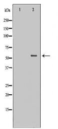 TFCP2 Antibody