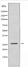 TNF12 Antibody