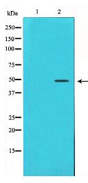 Cyclin E1 Antibody