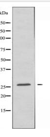 MRPS34 Antibody