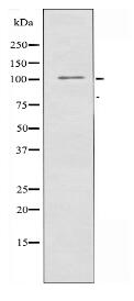 RBM26 Antibody