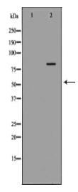 MMP9 Antibody