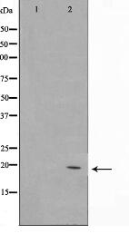 C1orf57 Antibody