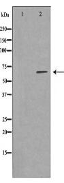 SELE Antibody