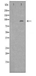 MCM6 Antibody