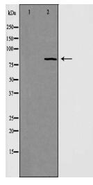 RAD54 Antibody