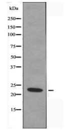 MRPS17 Antibody