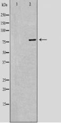 PAK7 Antibody