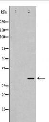 PSMA1 Antibody