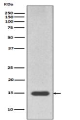 Histone H3 (mono methyl R17) Antibody