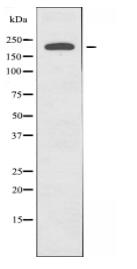 MAST2 Antibody