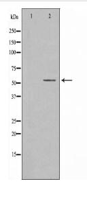 RORG Antibody