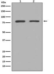 GRP78 BiP Antibody