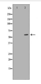 LCP2 Antibody