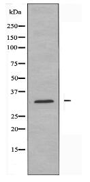 PGLS Antibody