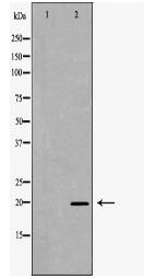 RHEB Antibody