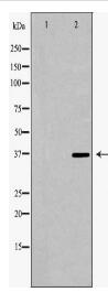 PARD6A Antibody