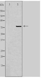 KCNF1 Antibody