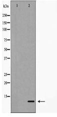 HMGA1 Antibody