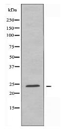 NRSN1 Antibody