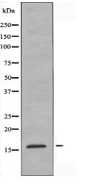 RPS23 Antibody